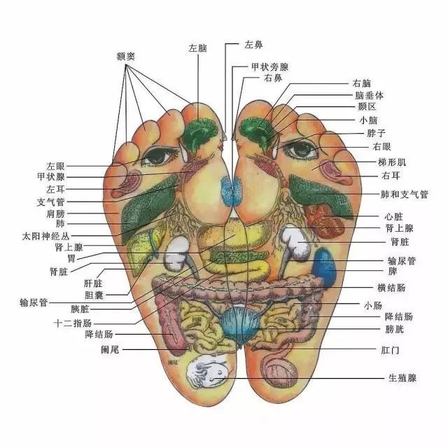 双脚穴位达66个,占全身穴位的1/10.