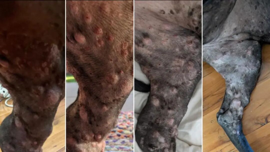 Rosie's shrinking tumours, left to right: 1. November 2025, prior to starting the trial. 2. December 2025, one week after the mRNA jab. 3. January 2026, seven weeks into the trial. 4. March 2026. Pictures: Paul Conyngham