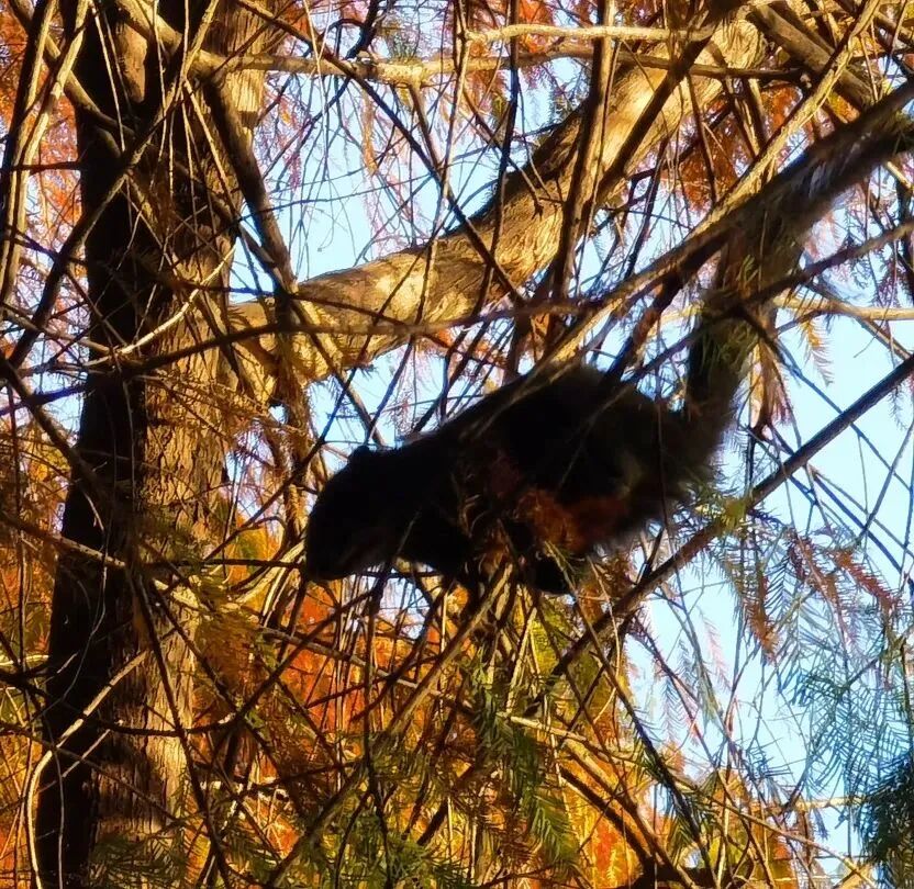 流花湖公园赤腹松鼠