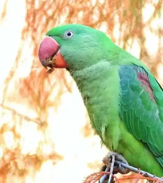 亚历山大鹦鹉