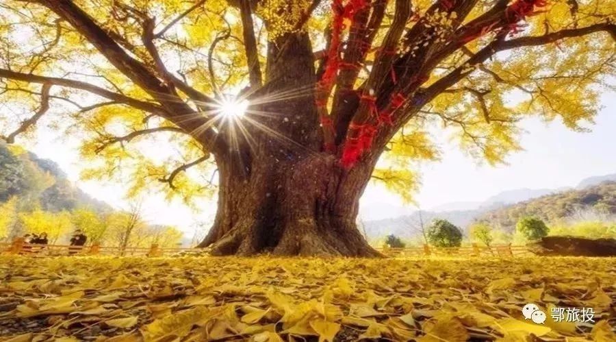 谢霆锋的爸爸、范冰冰的“父亲”、中国最“潮叔”,随州大洪山欢乐集结!