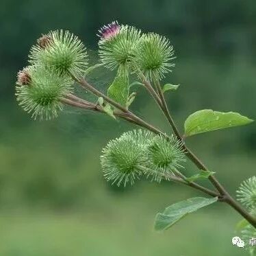 虹莹读美文 牛蒡花 列夫 托尔斯泰 卓悦读经典 微信公众号文章阅读 Wemp