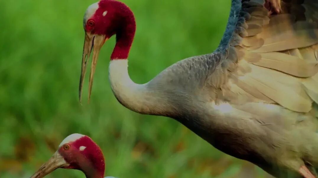 世界上最好看最美丽的纪录片-2