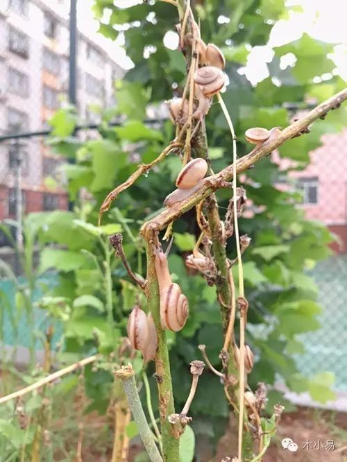 你好，蜗牛先生