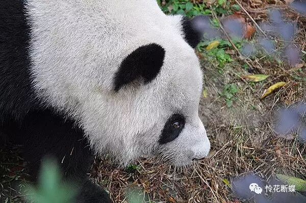 四川美食图片_美食四川图片大全_美食四川图片真实