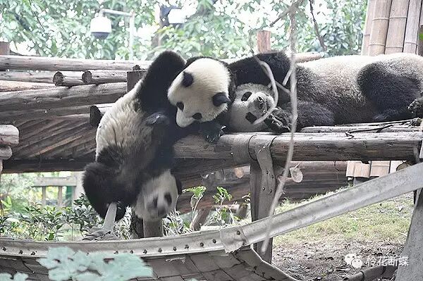 美食四川图片真实_美食四川图片大全_四川美食图片