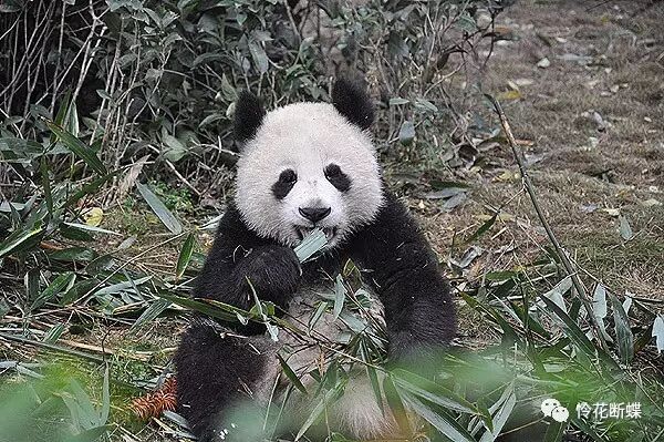 美食四川图片真实_美食四川图片大全_四川美食图片