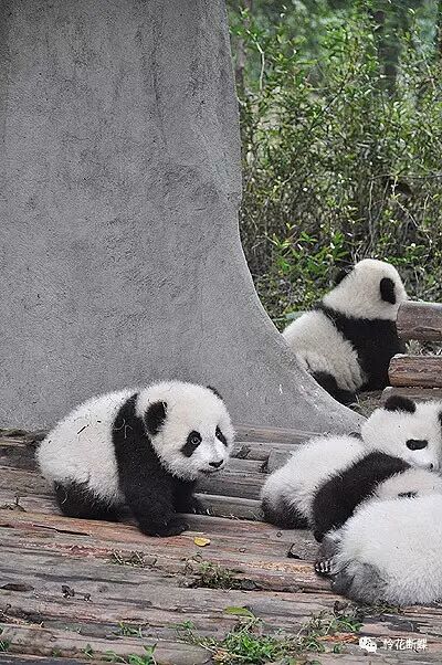 美食四川图片真实_美食四川图片大全_四川美食图片