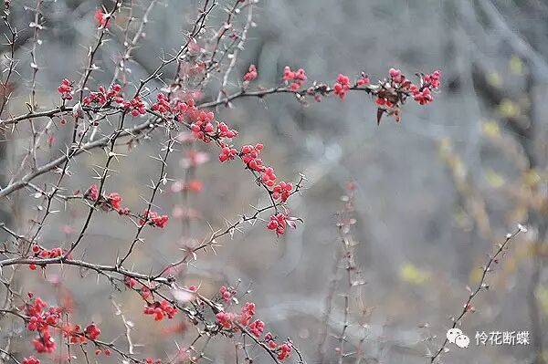 美食四川图片真实_四川美食图片_美食四川图片大全