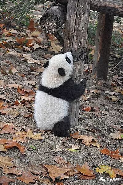 美食四川图片真实_美食四川图片大全_四川美食图片