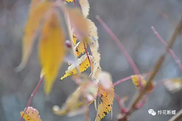 四川美食图片_美食四川图片大全_美食四川图片真实