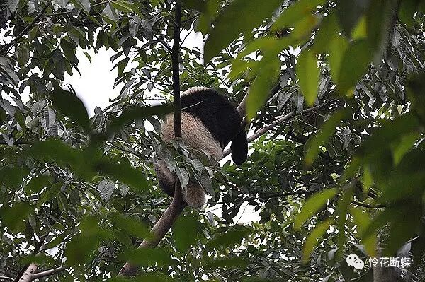 四川美食图片_美食四川图片真实_美食四川图片大全