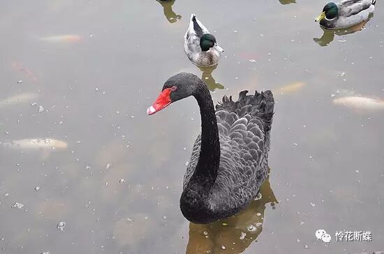 四川美食图片_美食四川图片真实_美食四川图片大全