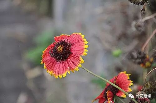 美食四川图片真实_美食四川图片大全_四川美食图片
