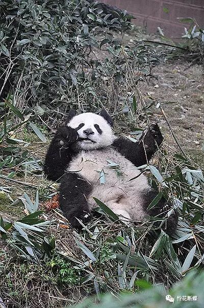 美食四川图片真实_美食四川图片大全_四川美食图片