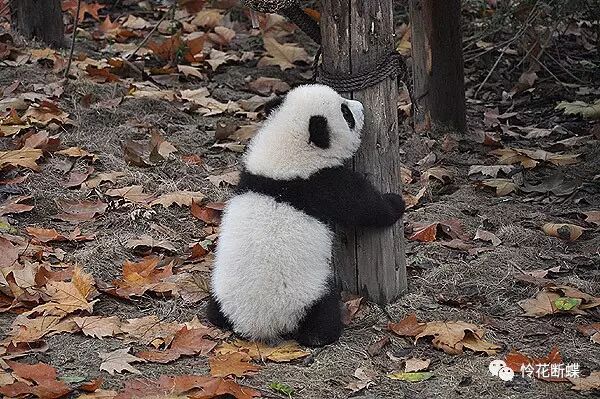 美食四川图片真实_美食四川图片大全_四川美食图片