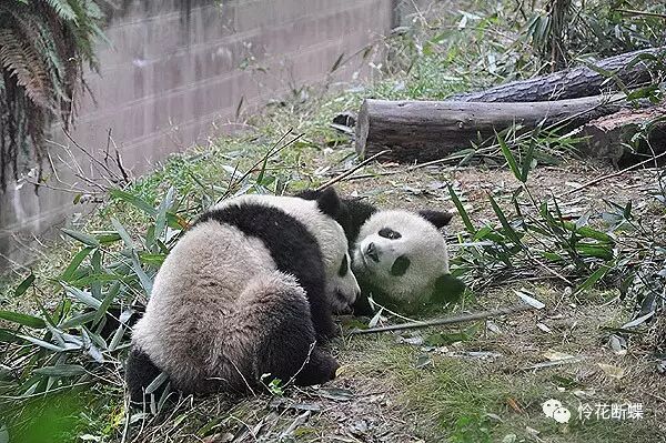 美食四川图片大全_四川美食图片_美食四川图片真实