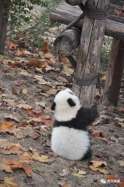 美食四川图片大全_四川美食图片_美食四川图片真实