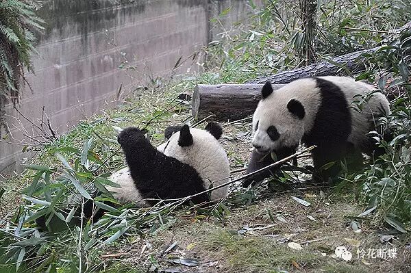 美食四川图片真实_四川美食图片_美食四川图片大全