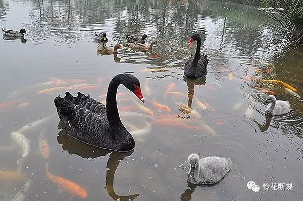 美食四川图片真实_美食四川图片大全_四川美食图片