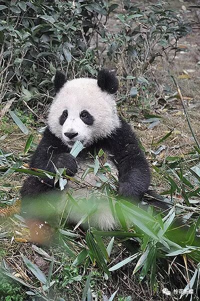 美食四川图片真实_四川美食图片_美食四川图片大全