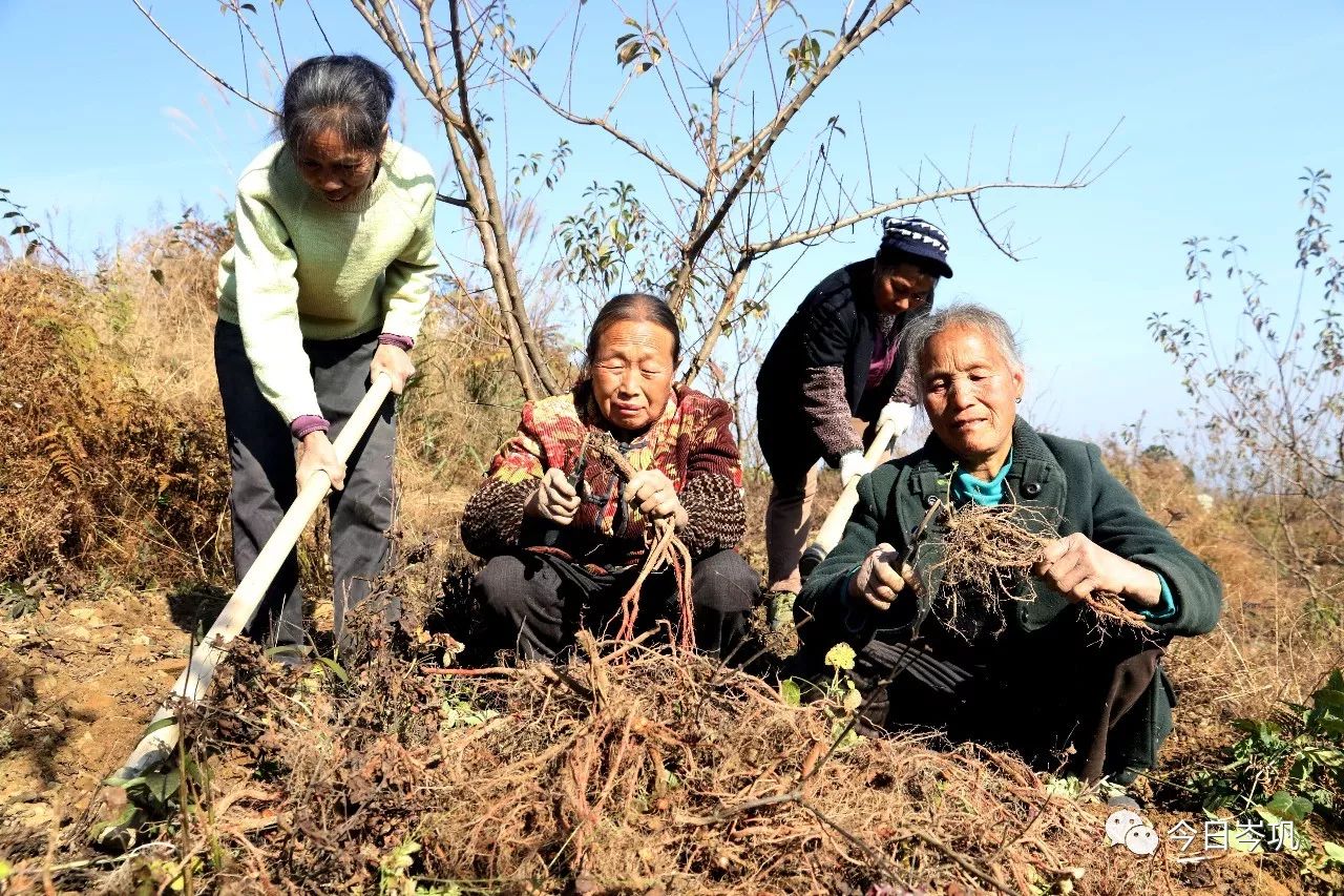 近日,笔者走进思旸镇岑峰村野牛塘扶贫产业园,10余民村民正在挖丹参