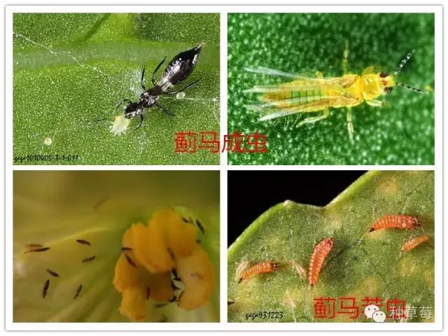草莓蓟马常在开花期发生,在高温,干旱的情况下发生严重,蓟马主要取食