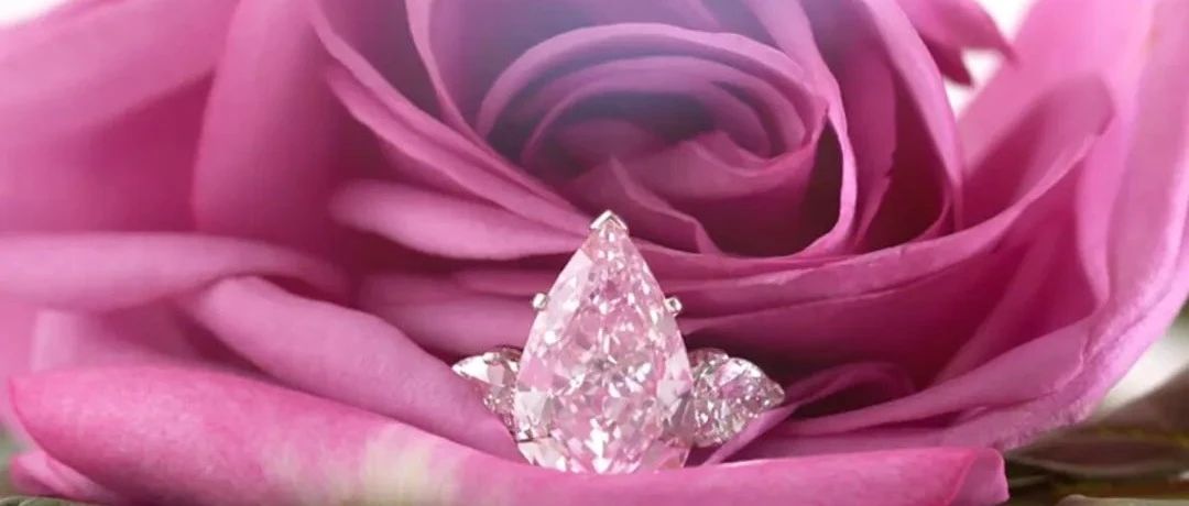 ʿŦԼ鱦 The Fuchsia Rose ʯ ح413ͼƬ