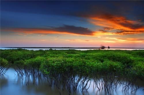 红树林素有"海口森林"之称,为热带海岸独有的地理景观,与其它海岸风光