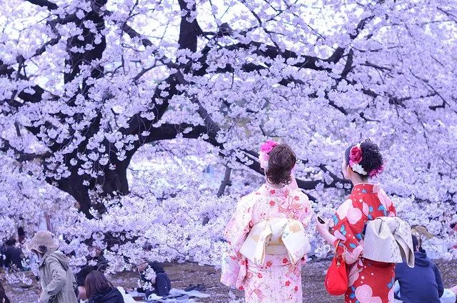 日本樱花祭| 樱花舞落,一世倾城.