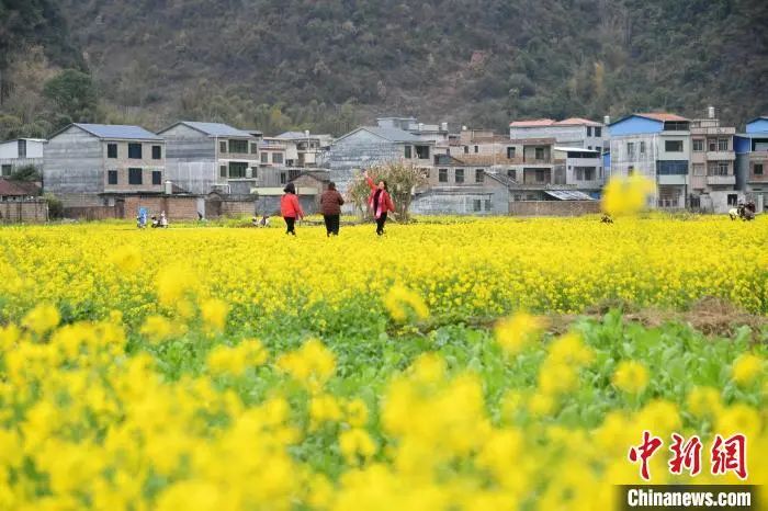 广西仫佬山乡油菜花开春意浓