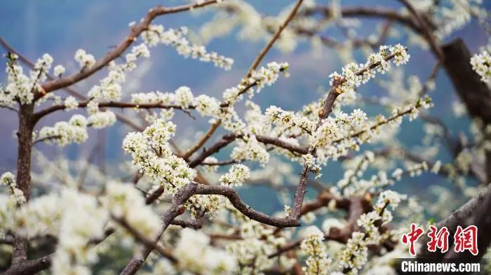 广西贺州：百花盛放春意浓