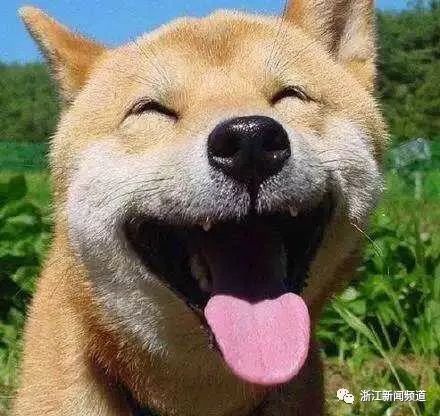 宠物市场里,看到这堆萌狗表情包,笑抽了!