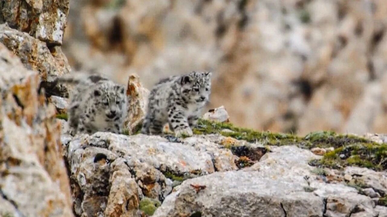 生态环境部：一年来我国生物多样性保护取得新成绩-1