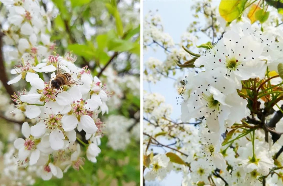 春天来了,樱花,杏花,梨花,海棠……你分得清吗?