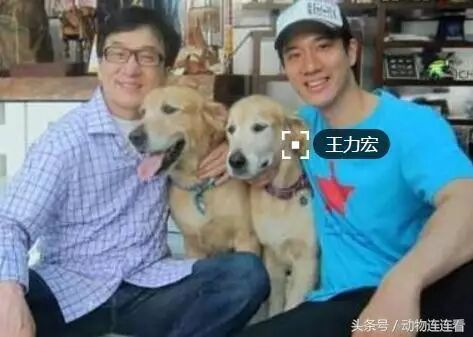 有人出价100万买成龙两只爱犬,成龙断然拒绝:给一亿都不卖!