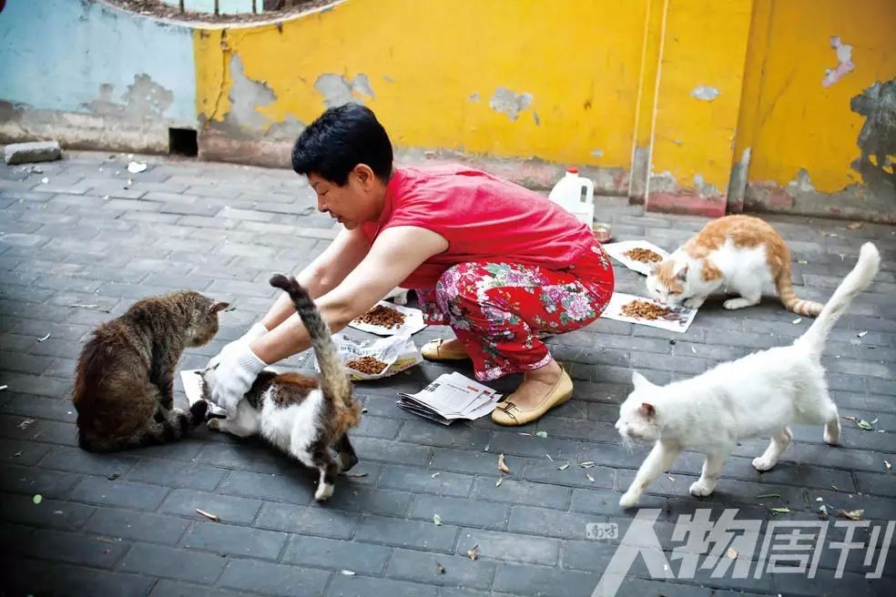 北京,退休的李阿姨在小区中给流浪猫喂食