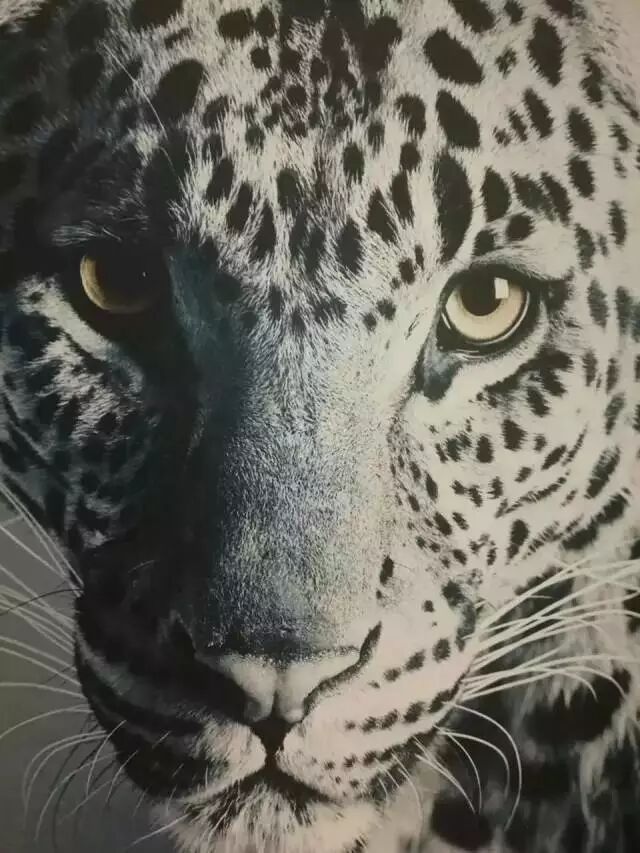 新作 | 曾建龍：在Cavalli展廳來一場“野”性大秀