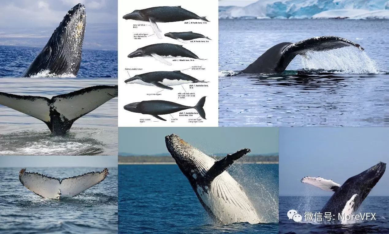 △鲸鱼图片素材(图片来自网络)