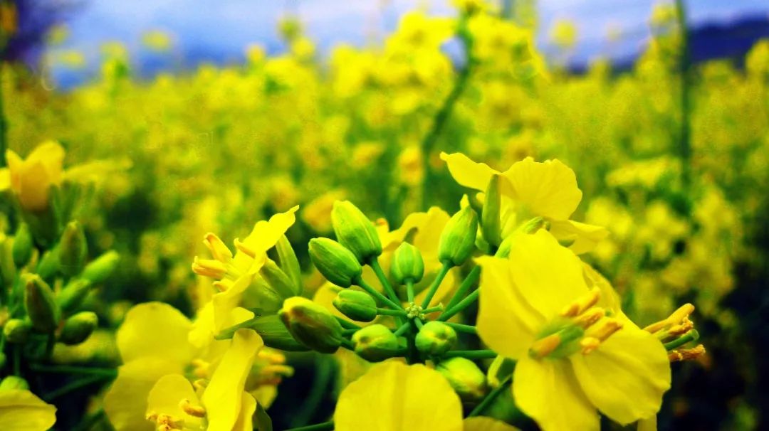 味道刺激:油菜花