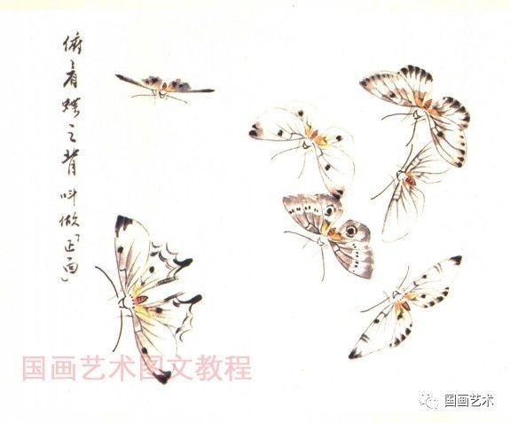 图文教程:怎样画写意蝴蝶