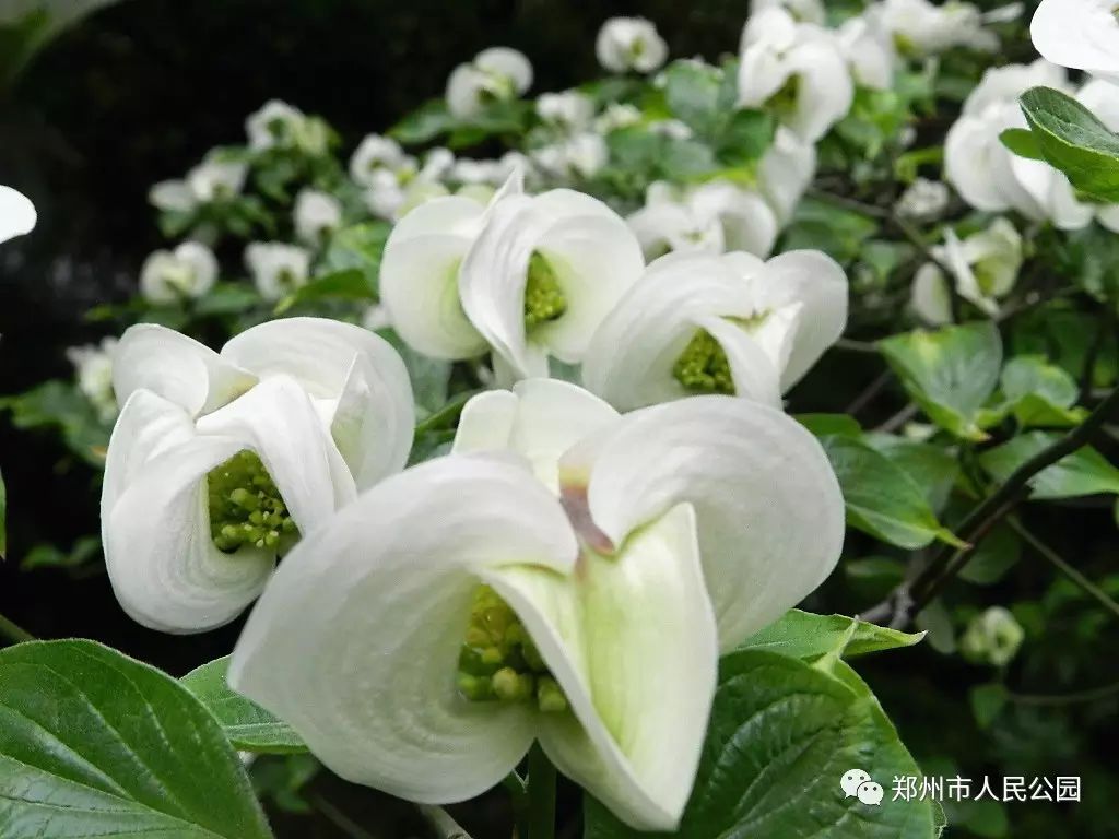 大花四照花(花水木)