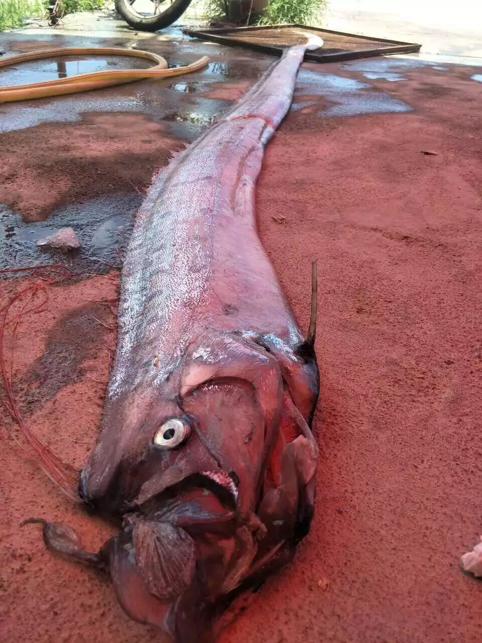 漳浦六鳌2天惊现两怪鱼:"恐怖"带鱼长3.5米;翻车鱼500