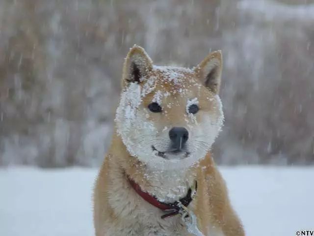 我的表情包柴犬去世了