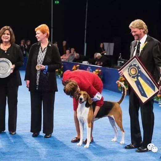 每日一王者“Jewel”——霸气侧漏的美国猎狐犬女王,美国AKC顶级猎犬