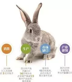没想到！四川人去年吃掉近3亿只兔子