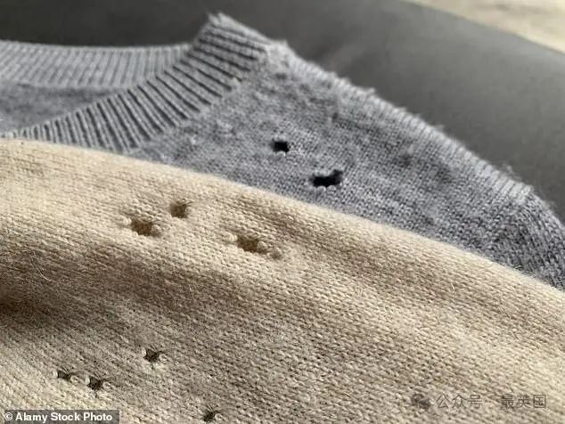 The billionaire couple allege that the moths have begun chewing through items such as their luxury garments