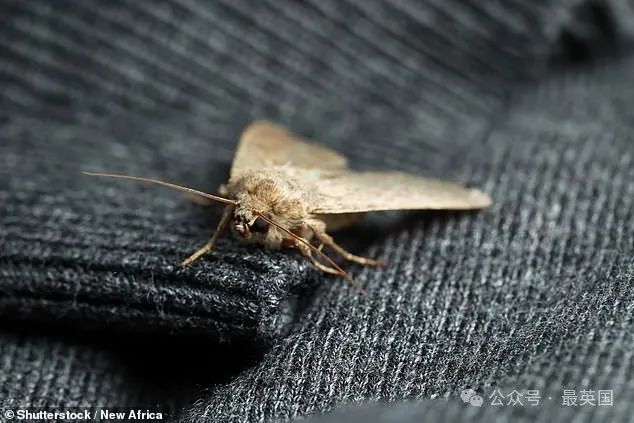 Iya Patarkatsishvili has allegedly been forced to kill 100's of moths a day due to the infestation