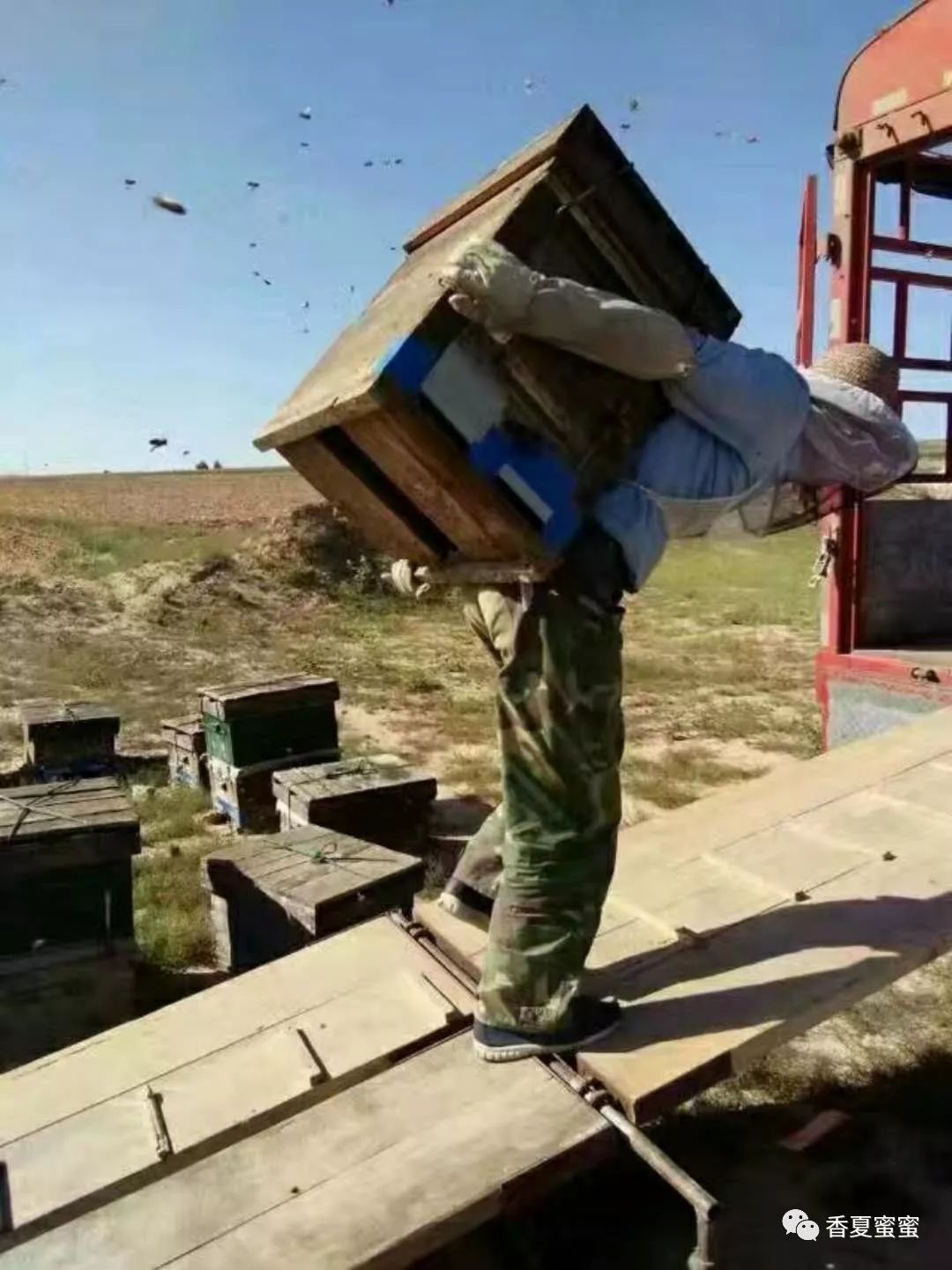 蜂蜜的故事~同样是大自然的搬运工