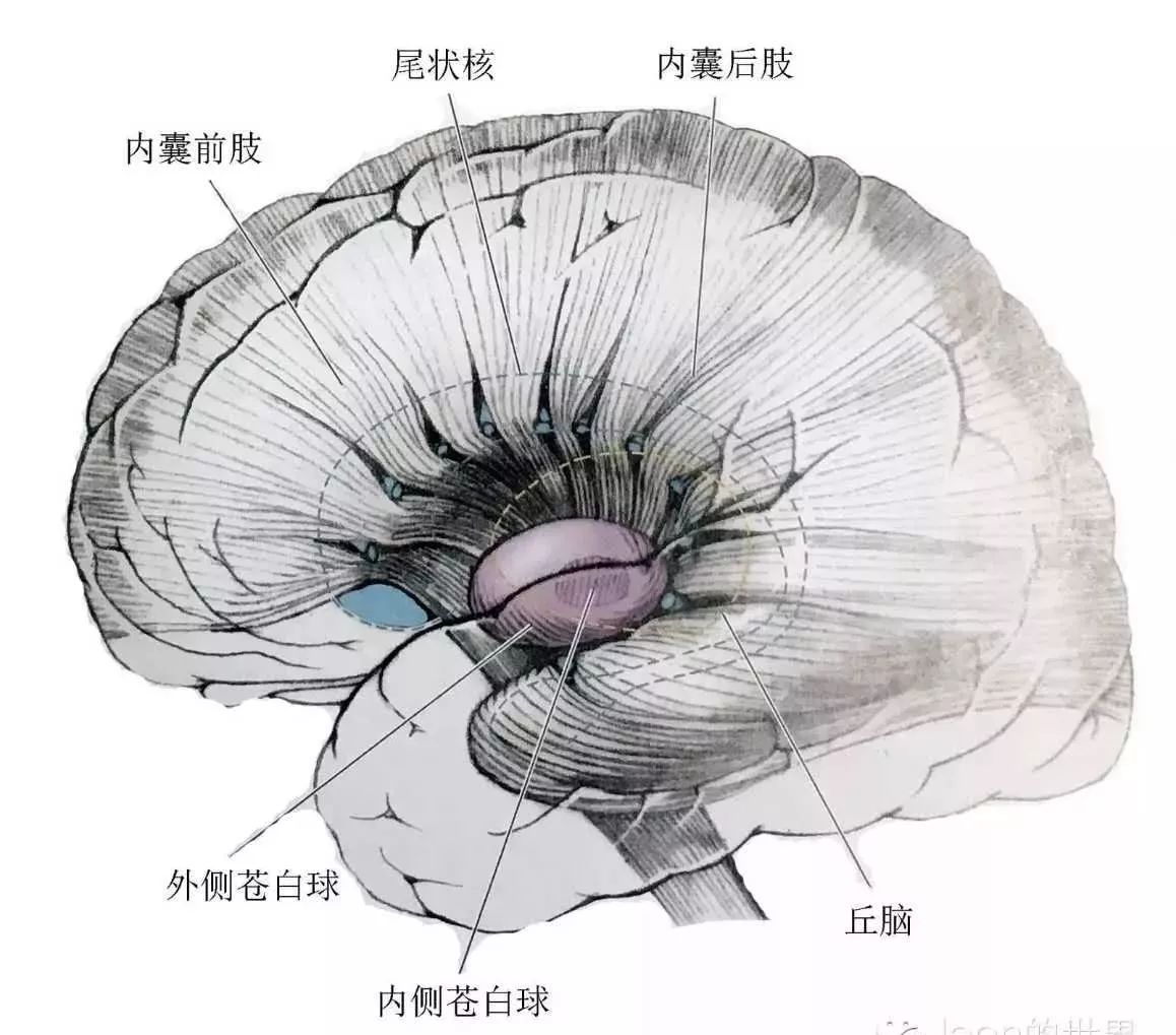 皮层的运动神经纤维和感觉神经纤维,均经内囊向上呈扇形放射状分布